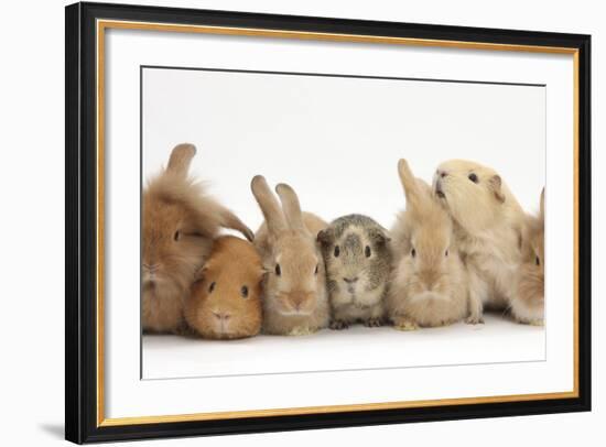 Assorted Sandy Rabbits and Guinea Pigs-Mark Taylor-Framed Photographic Print