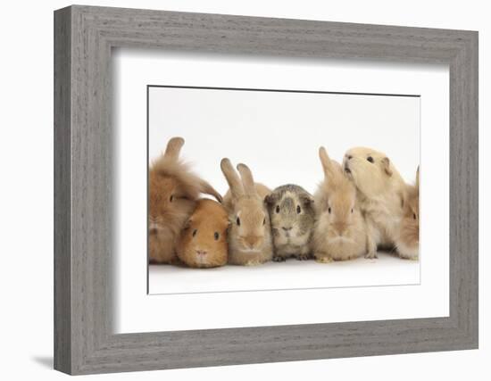 Assorted Sandy Rabbits and Guinea Pigs-Mark Taylor-Framed Photographic Print