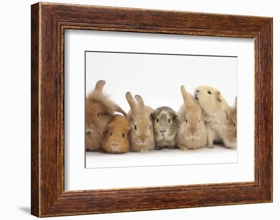 Assorted Sandy Rabbits and Guinea Pigs-Mark Taylor-Framed Photographic Print