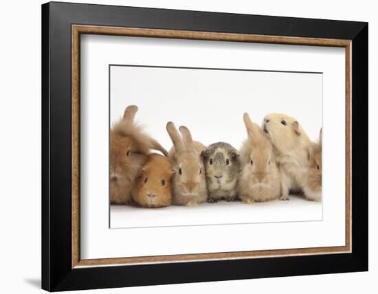 Assorted Sandy Rabbits and Guinea Pigs-Mark Taylor-Framed Photographic Print