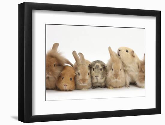 Assorted Sandy Rabbits and Guinea Pigs-Mark Taylor-Framed Photographic Print