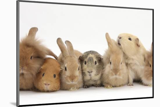 Assorted Sandy Rabbits and Guinea Pigs-Mark Taylor-Mounted Photographic Print