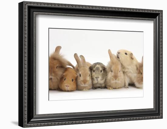 Assorted Sandy Rabbits and Guinea Pigs-Mark Taylor-Framed Photographic Print