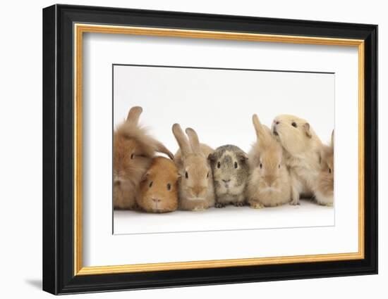 Assorted Sandy Rabbits and Guinea Pigs-Mark Taylor-Framed Photographic Print