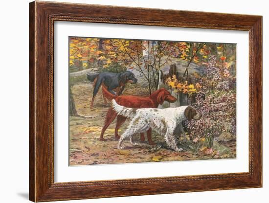 Assorted Setters-Louis Agassiz Fuertes-Framed Art Print