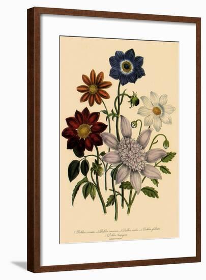 Assortment of Dahlias-null-Framed Giclee Print