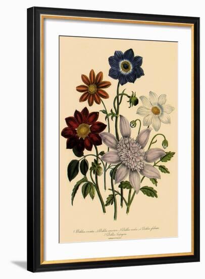 Assortment of Dahlias-null-Framed Giclee Print