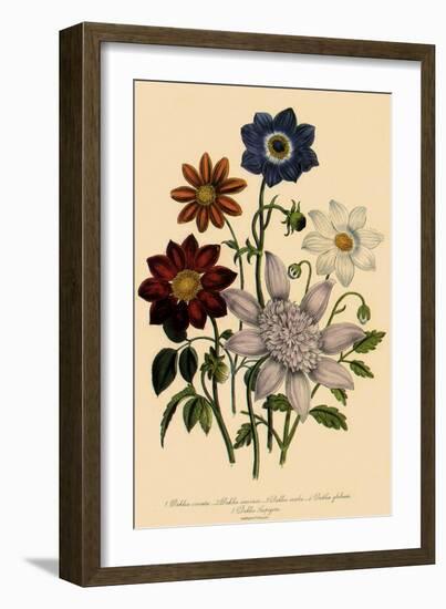 Assortment of Dahlias-null-Framed Giclee Print