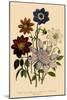 Assortment of Dahlias-null-Mounted Giclee Print