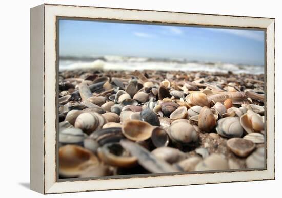 Assortment of Sea Shells-Chris Martin-Bahr-Framed Premier Image Canvas