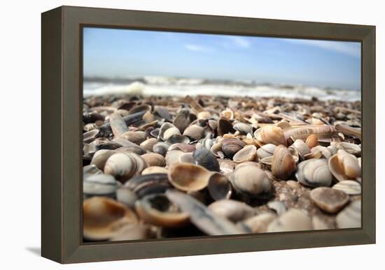 Assortment of Sea Shells-Chris Martin-Bahr-Framed Premier Image Canvas