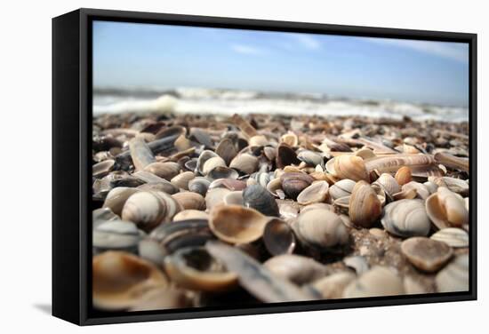 Assortment of Sea Shells-Chris Martin-Bahr-Framed Premier Image Canvas