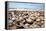 Assortment of Sea Shells-Chris Martin-Bahr-Framed Premier Image Canvas