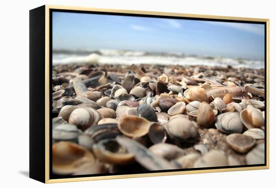 Assortment of Sea Shells-Chris Martin-Bahr-Framed Premier Image Canvas