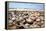 Assortment of Sea Shells-Chris Martin-Bahr-Framed Premier Image Canvas