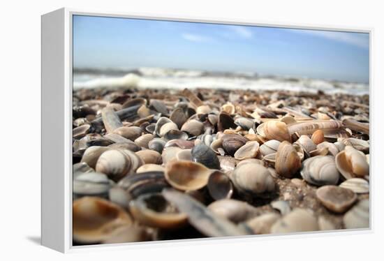 Assortment of Sea Shells-Chris Martin-Bahr-Framed Premier Image Canvas