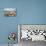 Assortment of Sea Shells-Chris Martin-Bahr-Photographic Print displayed on a wall