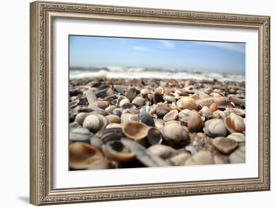 Assortment of Sea Shells-Chris Martin-Bahr-Framed Photographic Print