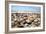 Assortment of Sea Shells-Chris Martin-Bahr-Framed Photographic Print