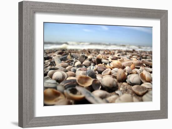 Assortment of Sea Shells-Chris Martin-Bahr-Framed Photographic Print