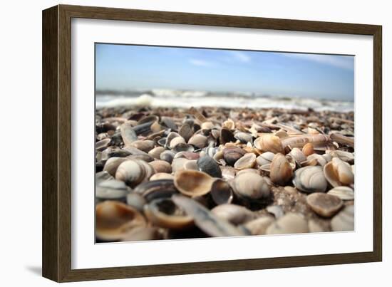 Assortment of Sea Shells-Chris Martin-Bahr-Framed Photographic Print