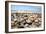 Assortment of Sea Shells-Chris Martin-Bahr-Framed Photographic Print