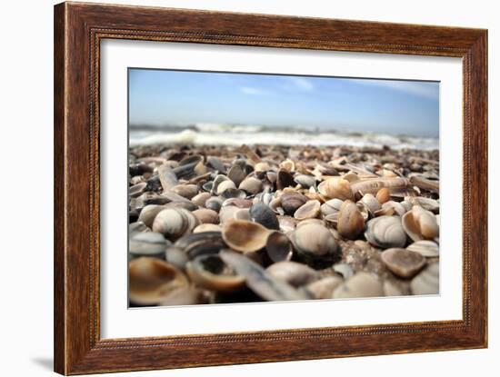 Assortment of Sea Shells-Chris Martin-Bahr-Framed Photographic Print