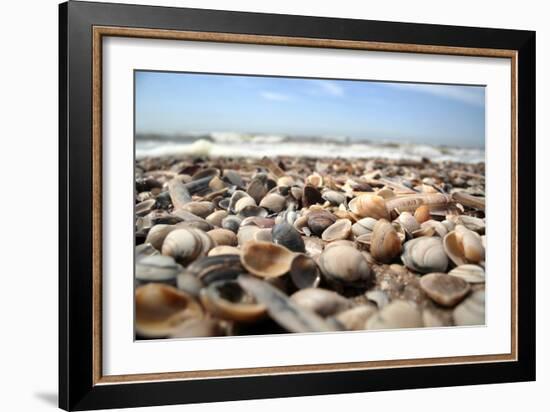 Assortment of Sea Shells-Chris Martin-Bahr-Framed Photographic Print