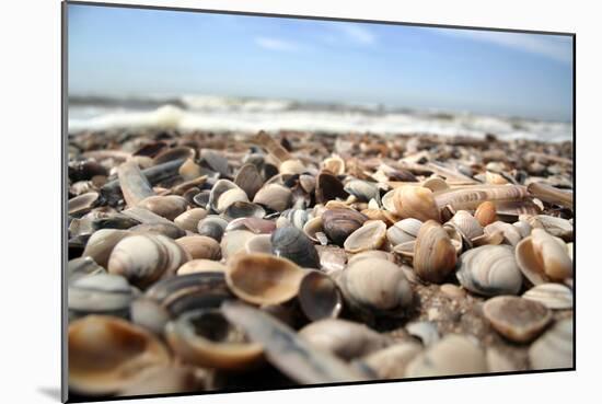 Assortment of Sea Shells-Chris Martin-Bahr-Mounted Photographic Print