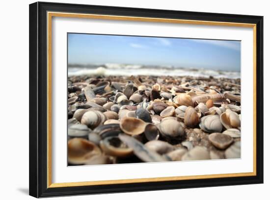 Assortment of Sea Shells-Chris Martin-Bahr-Framed Photographic Print