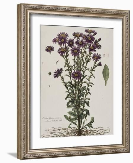 Aster à fleur mauve-Nicolas Robert-Framed Giclee Print