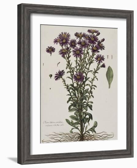 Aster à fleur mauve-Nicolas Robert-Framed Giclee Print