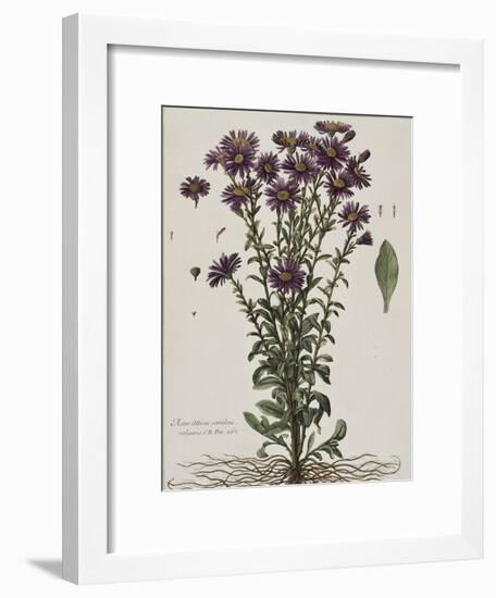 Aster à fleur mauve-Nicolas Robert-Framed Giclee Print