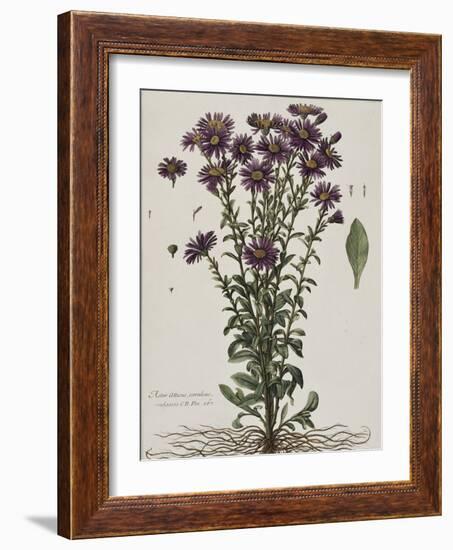 Aster à fleur mauve-Nicolas Robert-Framed Giclee Print