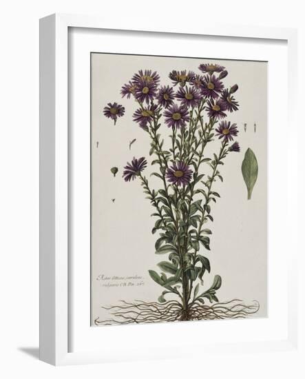 Aster à fleur mauve-Nicolas Robert-Framed Giclee Print