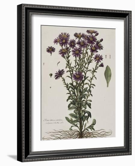 Aster à fleur mauve-Nicolas Robert-Framed Giclee Print