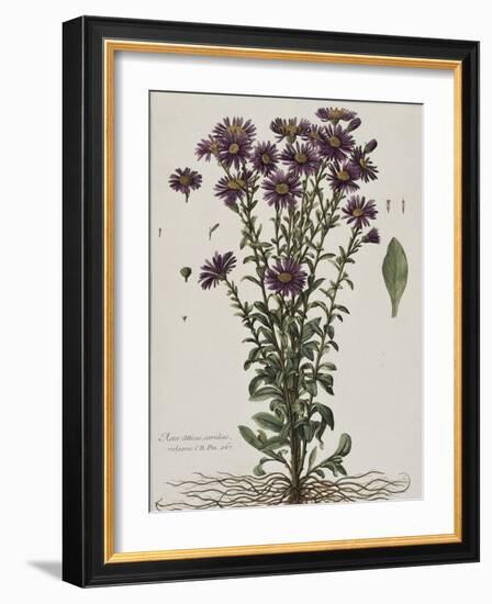 Aster à fleur mauve-Nicolas Robert-Framed Giclee Print