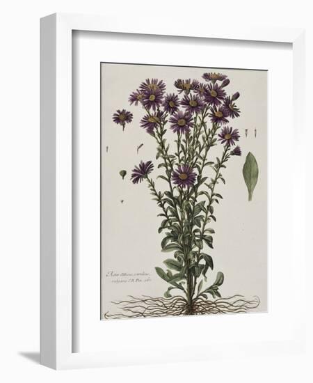 Aster à fleur mauve-Nicolas Robert-Framed Giclee Print