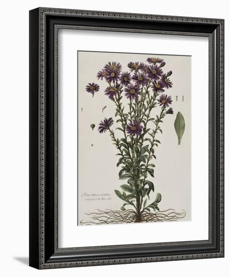 Aster à fleur mauve-Nicolas Robert-Framed Giclee Print