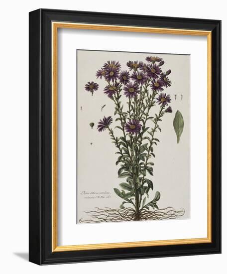 Aster à fleur mauve-Nicolas Robert-Framed Giclee Print