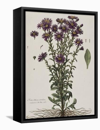 Aster à fleur mauve-Nicolas Robert-Framed Premier Image Canvas