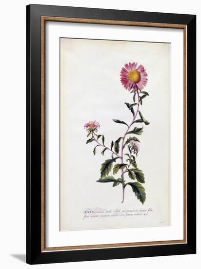 Aster, C.1743-Georg Dionysius Ehret-Framed Giclee Print