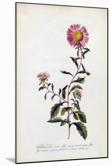 Aster, C.1743-Georg Dionysius Ehret-Mounted Giclee Print