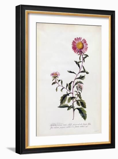 Aster, C.1743-Georg Dionysius Ehret-Framed Giclee Print