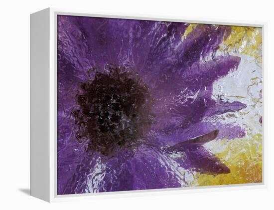 Aster Encased in Ice, Issaquah, Washington, USA,-Darrell Gulin-Framed Premier Image Canvas