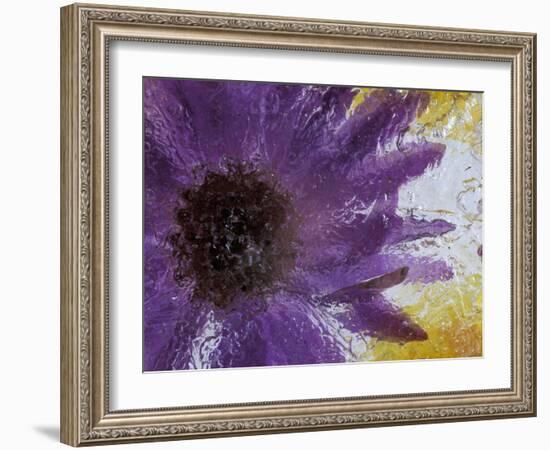 Aster Encased in Ice, Issaquah, Washington, USA,-Darrell Gulin-Framed Photographic Print