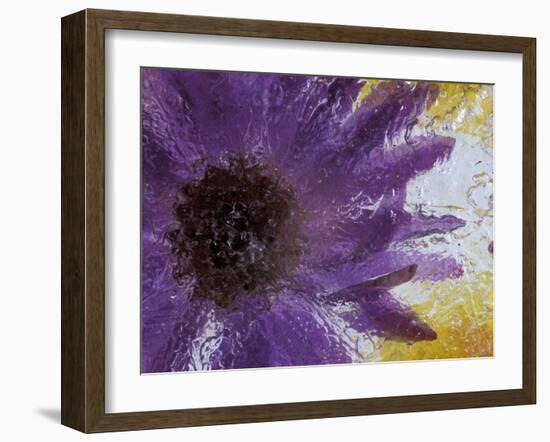 Aster Encased in Ice, Issaquah, Washington, USA,-Darrell Gulin-Framed Photographic Print