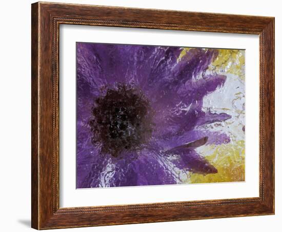 Aster Encased in Ice, Issaquah, Washington, USA,-Darrell Gulin-Framed Photographic Print