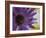 Aster Encased in Ice, Issaquah, Washington, USA,-Darrell Gulin-Framed Photographic Print