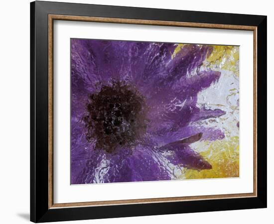 Aster Encased in Ice, Issaquah, Washington, USA,-Darrell Gulin-Framed Photographic Print